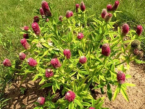 alfalfa-melynziedes-liucerna-medicago-sativa-l-vaistinis-augalas