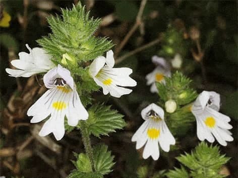 Akišveitė - vaistinis augalas - Euphrasia officinalis akisveites-vaistinis-augalas-euphrasia-officinalis