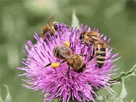Bitės - bičių žiedadulkės - bičių pienelis - medus bee-royal-biciu-ziedadulkes-pienelis-medus