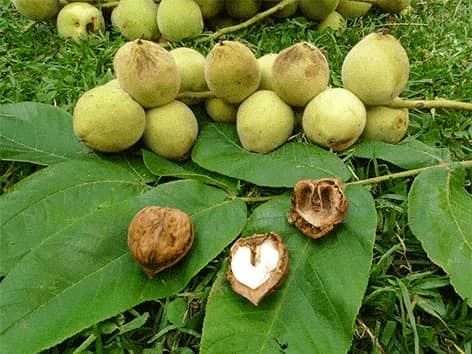 Black Walnut -Jodasis riešutmedis - Juglans nigra L. black-walnut-jodasis-riesutmedis-juglans-nigra-l
