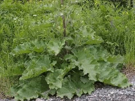 Burdock - Mažosios varnalėšos šaknis - Arctium minus burdok-varnalesa-mazosios-varnalesos-saknis-arctium-minus