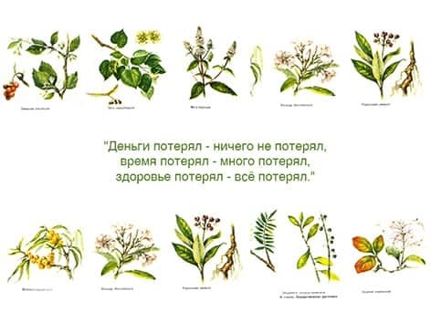 Citata apie sveikata citata-apie-sveikata