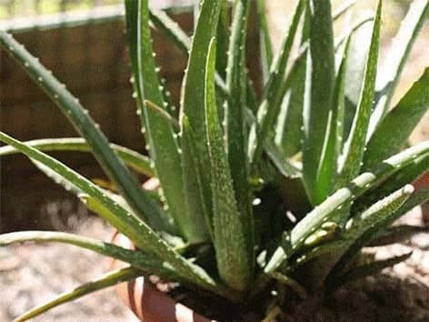 Cranalon - Aloe Vera gelis - Dietinė ląsteliena cranalon-aloe-vera-gelis-santegra-dietine-lasteliena-pirkti