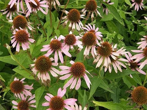 Ežiuolės - Echinacea - vaistinis augalas eziuolės-echinacea-vaistinis-augalas
-vaistinis-augalas