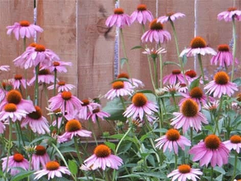Echinacea - Vaistinės ežiuolė - Echinacea purpurea echinacea-vaistines-ežiuole-echinacea-purpurea
