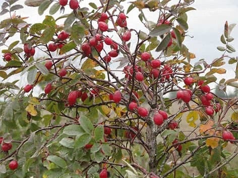 Erškėtis - Rosa - Rosaceae - vaistinis augalas erskėtis-rosa-rosaceae-vaistinis-augalas