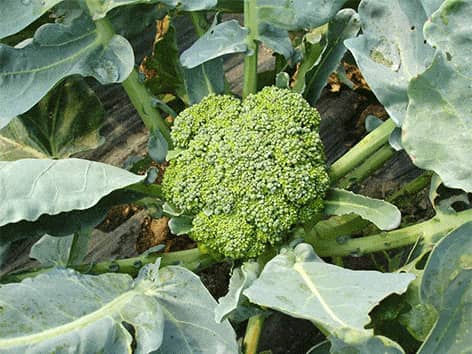 express-esssentials-brokoliu-kopusta-brassica-oleracea-l-var-italica