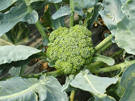 Brokoliu kopusta - Brassica oleracea L. Var italica express-esssentials-brokoliu-kopusta-brassica-oleracea-l-var-italica