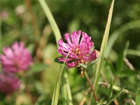 Raudonasis dobilas - Trifolium pratense raudonasis-dobilas-trifolium-pratense-vaistinis-augalas