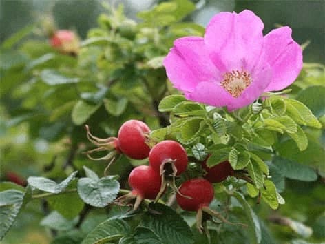 FluGone - Raukšlėtalapis erškėtis - Rosa rugosa flugone-rauksletalapis ersketis-rosa-rugosa