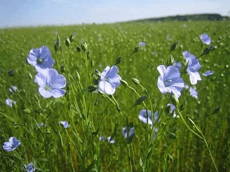 FortFi - Sėjamasis linas - Linum usitatissimum fortfi-sejamasis-linas-linum-usitatissimum