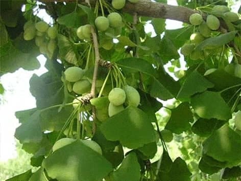Ginkgo Forte GP - Dviskiautis ginkmedis - Ginkgo biloba ginkgo-forte-gp-dviskiautis-ginkmedis-ginkgo-biloba