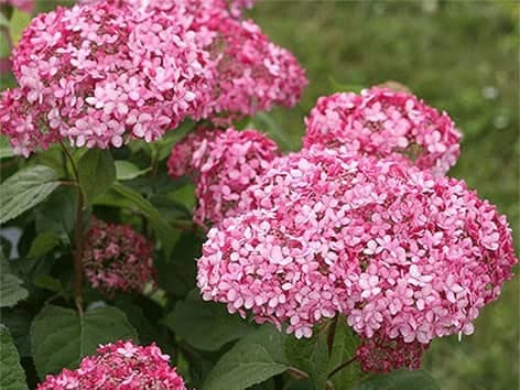 Hydrangea EX - Šviesioji hortenzija - Hydrangea arborescens hydrangea-ex-sviesioji-hortenzija-hydrangea-arborescens-vaistinis-augalas