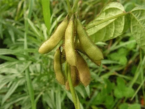 Lecithin - Lecitinas - Sojos lecitinas - Glycine soja lecithin-lecitinas-sojos-lecitinas-glycine-soja