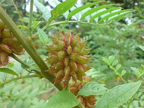 Licorice - Saldymedžio šaknies - Glycyrrhiza glabra Licorice-saldymedžio-saknies-glycyrrhiza-glabra