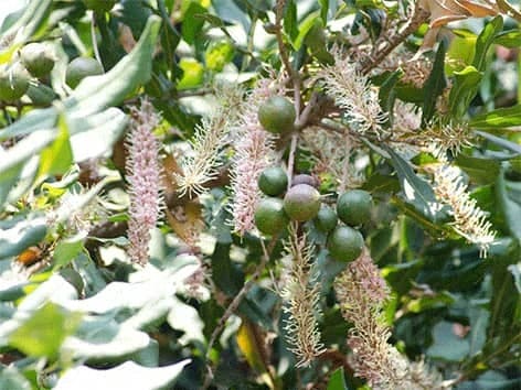 Alfalfa - Mėlynžiedė Liucerna - Medicago sativa L. makadamijos-riešutai-macadamia