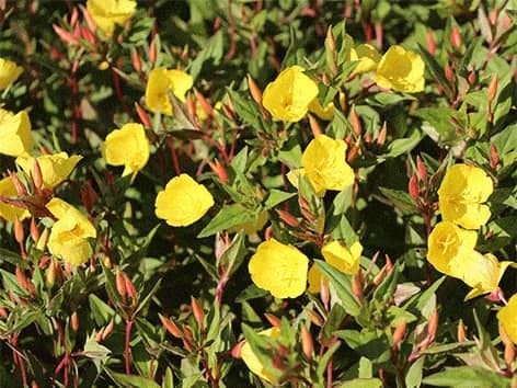 Nakviša - vaistinis augalas nakvisa-oenothera-biennis-vaistinis-augalas