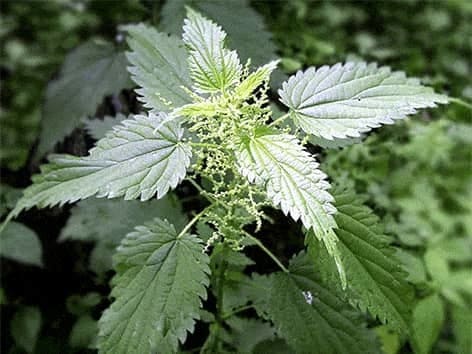 Osteo Complex - Didžiujų dilgelių lapai - Urtica dioica L. osteo-complex-didziuju-dilgeliu-lapai-urtica-dioica-l