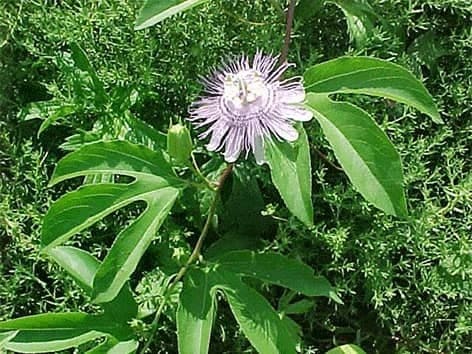 Passion Flower GP - Rausvoji pasiflora - Passiflora incarnata L. passion-flower-gp-rausvoji-pasiflora-passiflora-incarnata-l-vaistinis-augalas