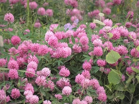 Red Clover Forte - Raudonasis dobilas - Trifolium pratense red-clover-forte-raudonasis-dobilas-trifolium-pratense-vaistinis-augalas