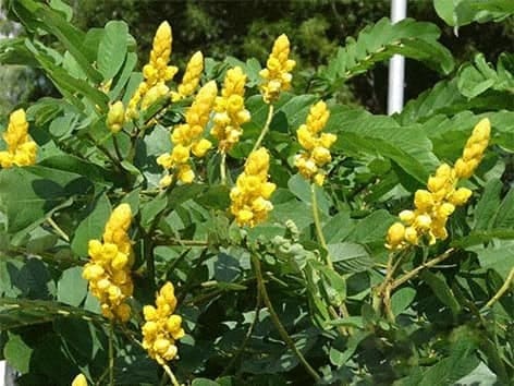 SaniTea - Siauralapių kasijų lapai - Cassia angustifolia sanitea-siauralapiu-kasiju-lapai-cassia-angustifolia