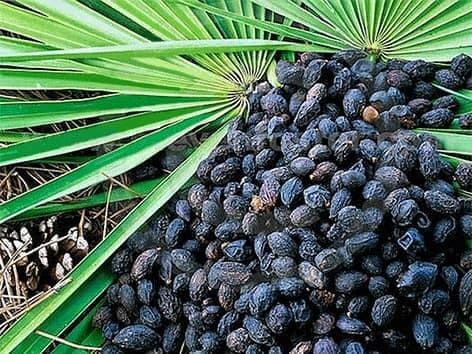 Sanoprost TR - Nykštukinės palmės vaisiai - Serenoa repens sanoprost-tr-nykstukines-palmes-vaisiai-serenoa-repens