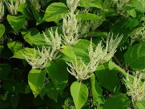 Resveratrolis iš japonų ginčų šaknų - Polygonum cuspidatum resveratrolis-japonu-ginču-saknu-polygonum-cuspidatum