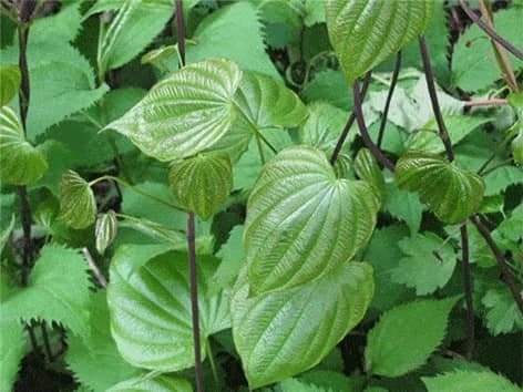 Wild Yam GP - Laukinės dioskorėjos - Dioscorea villosa wild-yam-gp-laukines-dioskorejos-dioscorea-villosa