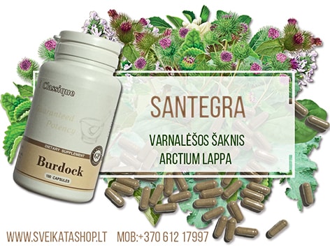 SANTEGRA - Burdock 100 kaps burdock-100-kaps-maisto-papildas-santegra-varnalesos-augalu-koncentratas