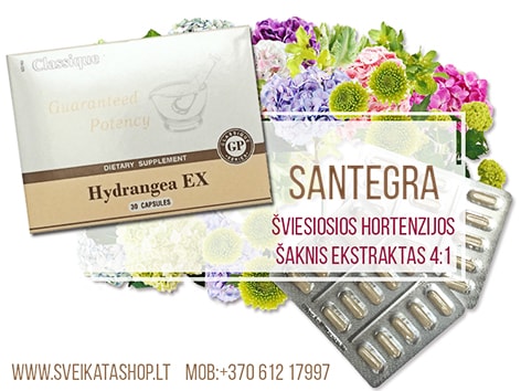 SANTEGRA Hydrangea EX 30 kaps pagalbinė priemonė inkstam hydrangea-santegra-inkstams-slapimo-takams-puslei-pabrinkimas-edemos